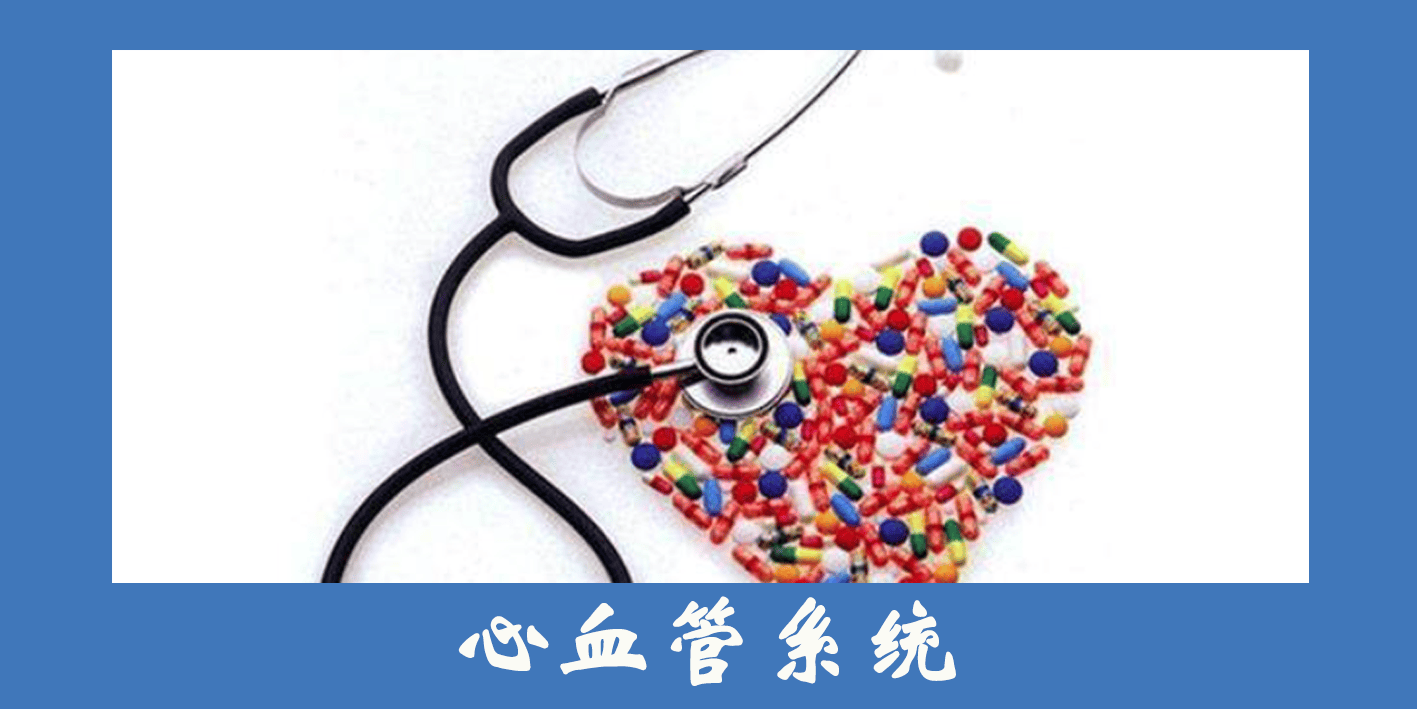 心血管系统